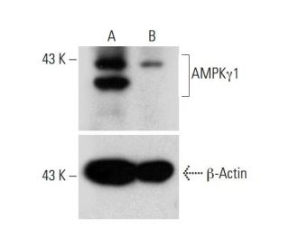 AMPK1 HDR Plasmid (h): sc-418058-HDR. Western blot analysis of AMPK1... 