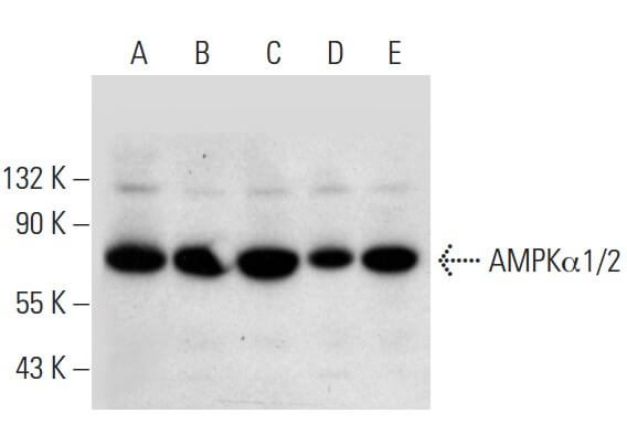 ampkalpha1-2-antibody-d-6-