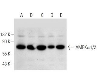 western blotting image from recommended AMPK alpha 1/2 (D-6) monoclonal antibody replacement. Image 309651