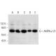 western blotting image from recommended AMPK alpha 1/2 (D-6) monoclonal antibody replacement. Image 309651