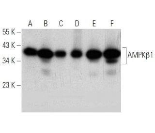 AMPK&beta;1 Antibody (Z14) - Western Blotting - Image 368192 