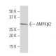 AMPKβ2 Antibody (362-7) - Western Blotting - Image 33734 