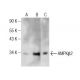 AMPKβ2 Antibody (F-8) - Western Blotting - Image 160480