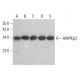 western blotting image from recommended AMPKβ2 (C-7) monoclonal antibody replacement. Image 383763