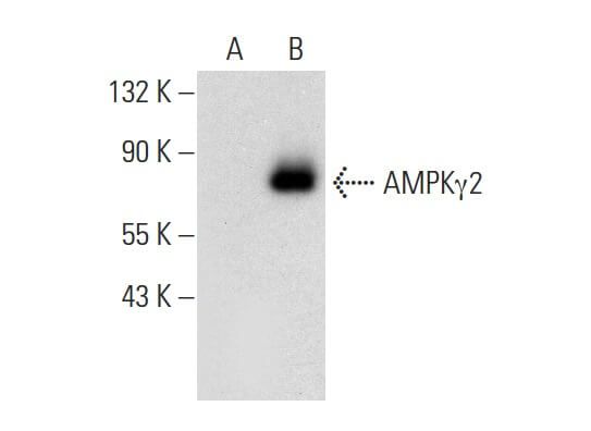 AMPKγ2 Antibody (F-2) | SCBT - Santa Cruz Biotechnology