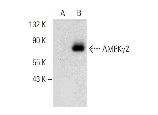 Anti-AMPKγ2 Antibody (F-2) | SCBT - Santa Cruz Biotechnology