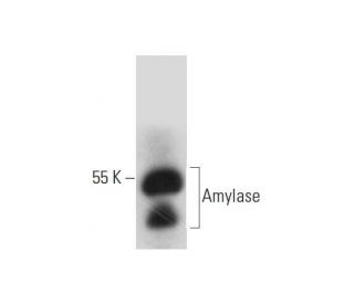 Amylase Antibody (A-1) - Western Blotting - Image 318393 