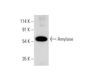 Amylase Antibody (C-12) - Western Blotting - Image 319551 