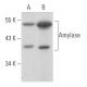 Amylase Antibody (C-12) - Western Blotting - Image 354906 