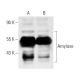 western blotting image from recommended Amylase (G-10) monoclonal antibody replacement. Image 10422