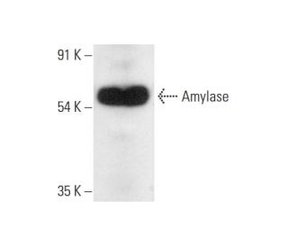 Amylase Antibody (G-8) - Western Blotting - Image 318068 