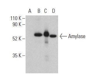 Amylase Antibody (G-8) - Western Blotting - Image 400933