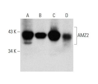 AMZ2 Antibody (E-4) - Western Blotting - Image 139425 