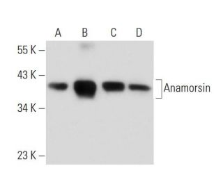 Anamorsin Antibody (A-3) - Western Blotting - Image 132554 