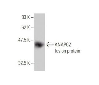 ANAPC2 Antibody (8G2) - Western Blotting - Image 349569