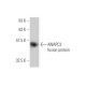 ANAPC2 Antibody (8G2) - Western Blotting - Image 349569