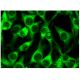 immunofluorescence image from recommended Ang-4 (A-6) monoclonal antibody replacement. Image 296779