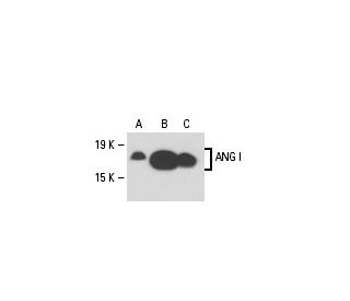 western blotting image from recommended ANG I (C-1) monoclonal antibody replacement. Image 18285
