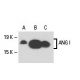 western blotting image from recommended ANG I (C-1) monoclonal antibody replacement. Image 18285