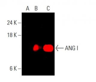 ANG I Antibody (C-1) - Western Blotting - Image 384971