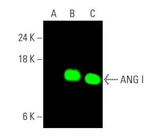 ANG I Antibody (C-1) - Western Blotting - Image 384970