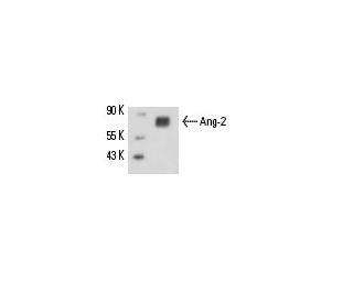 Angiopoietin 2/Ang-2/ANGPT2 Antibody (H-11) - Western Blotting - Image 15491