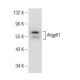 Angptl1 Antibody (A-5) - Western Blotting - Image 146446 