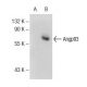 Angptl3 Antibody (G-5) - Western Blotting - Image 145682