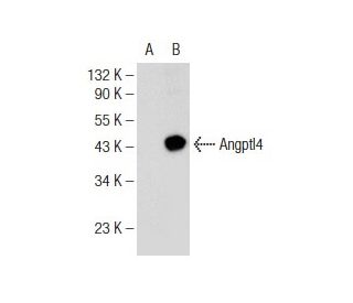 Angptl4 Antibody (C-7) - Western Blotting - Image 146905The Double Nickase Plasmid features a U6 promoter for sgRNA expression, a 20 nt targeting sequence, and a gRNA scaffold to guide Cas9n. It includes a CBh promoter for Cas9n (D10A) and puromycin resistance, GFP for transfection verification, and nuclear localization signals (NLS). The 2A peptide allows co-expression of Cas9n and Puro from a single promoter, enabling precise genome editing with reduced off-target effects. 