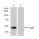 Angptl5 Antibody (7-RE8) - Western Blotting - Image 64843