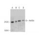 Anillin Antibody (C-7) - Western Blotting - Image 382363