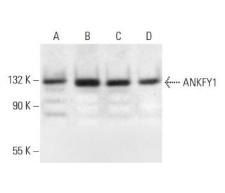 ANKFY1 Antibody (B-6) - Western Blotting - Image 294791