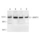 ANKFY1 Antibody (B-6) - Western Blotting - Image 294791