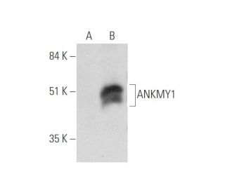 ANKMY1 Antibody (H-10) - Western Blotting - Image 333656