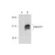 ANKMY1 Antibody (H-10) - Western Blotting - Image 333656