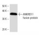 ANKRD11 Antibody (2022C8a) - Western Blotting - Image 16927