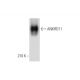ANKRD11 Antibody (E-4) - Western Blotting - Image 333589