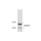 ANKS6 Antibody (A-1) - Western Blotting - Image 344150