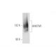 ANKTM1 Antibody (C-4) - Western Blotting - Image 80713