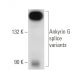 Ankyrin G Antibody (A-7) - Western Blotting - Image 57521