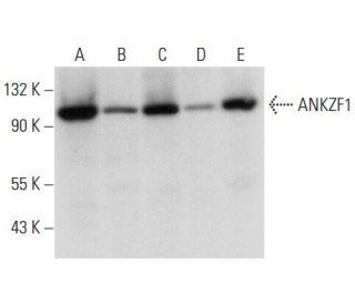 ANKZF1 Antibody (B-12) - Western Blotting - Image 308129 