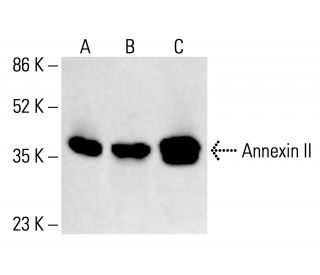 Annexin-2/ANXA2 Antibody (C-10) - Western Blotting - Image 412515