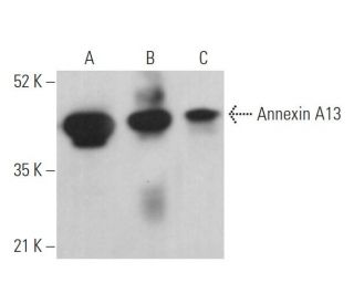 Annexin A13 Antibody (H-1) - Western Blotting - Image 372486 