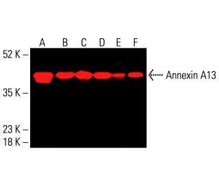 Annexin A13 Antibody (H-1) - Western Blotting - Image 416404 