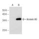 Annexin A9 Antibody (B-11) - Western Blotting - Image 147256