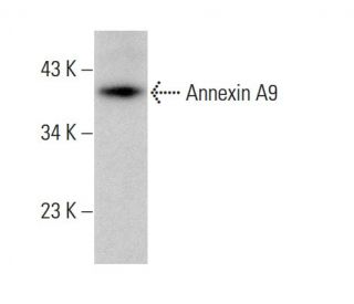 Annexin A9 Antibody (F-2) - Western Blotting - Image 377399 
