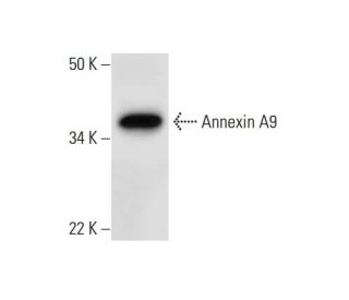 Annexin A9 Antibody (F-9) - Western Blotting - Image 294512 