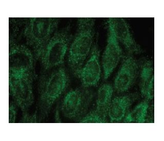 Annexin A9 Antibody (G-4) - Immunofluorescence - Image 149286 
