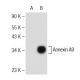Annexin A9 Antibody (G-4) - Western Blotting - Image 146377