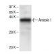 Annexin I Antibody (39) - Western Blotting - Image 136752